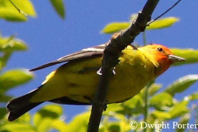 Western Tanager