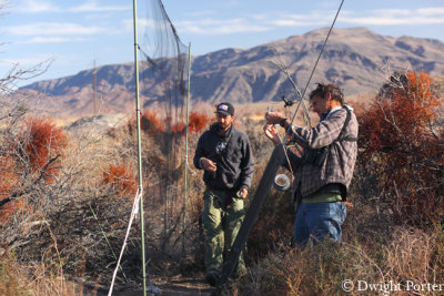 Phainopepla Banding Project