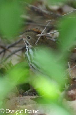 Ovenbird