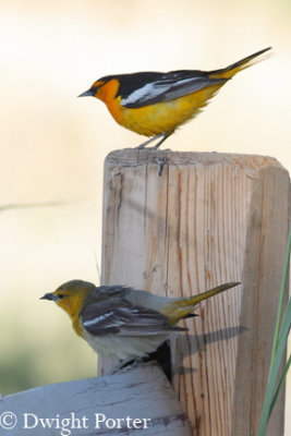 Bullock's Orioles