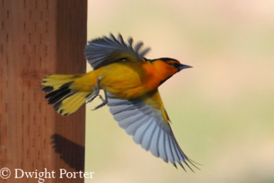 Bullocks Oriole