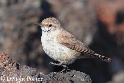 Rock Wren