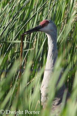 Sandhill Crane