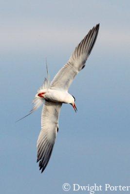 Forster's Tern