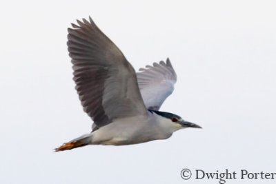 Black-crowned Night-Heron