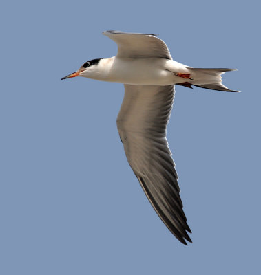 Common Tern