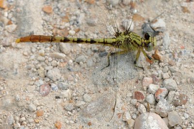 Jade Clubtail