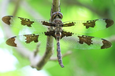 Prince Basketail