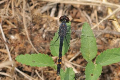 Seaside Dragonlet