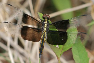 Widow Skimmer