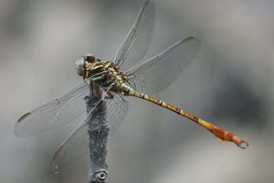 Broad Striped Forceptail