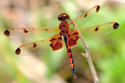Calico Pennant