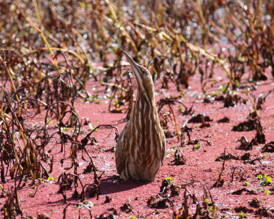 American Bittern