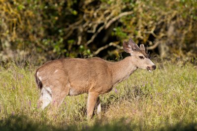 Mule Deer Buck
