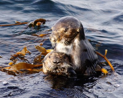 California Sea Otters