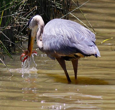 Great Blue Heron with Crayfish