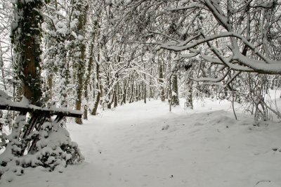 Woods in the Snow
