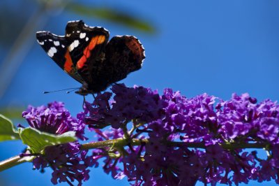 Red Admiral