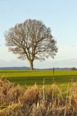 Tree on the Canal