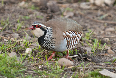 Red-legged partridge