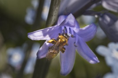 Bee on a Bluebell