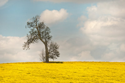 Lone tree in a field of yellow