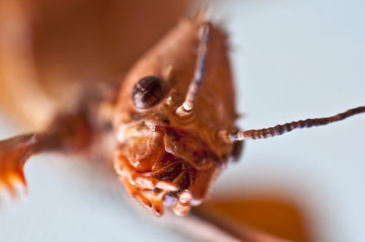 Stick Insect
