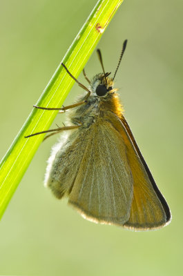 Small Skipper