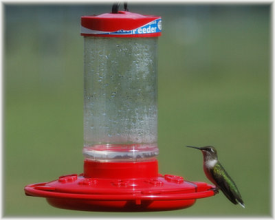 Hummingbird and Feeder