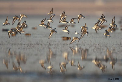sanderlings.jpg