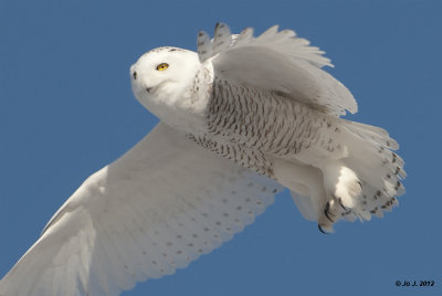 snowy owl-2.jpg