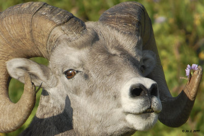 bighorn sheep-1.jpg