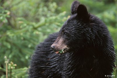 black bear-5.jpg
