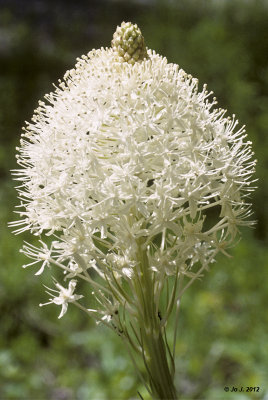 Flowers, plants and trees