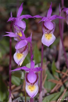 calypso orchid.jpg