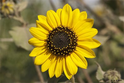sunflower-2.jpg