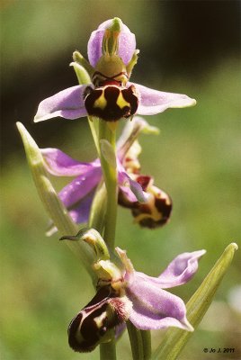bee orchid.jpg