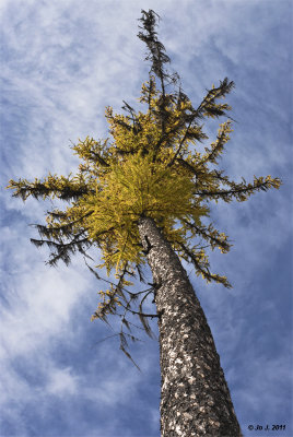larch.jpg
