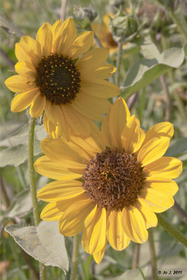 sunflower-1.jpg