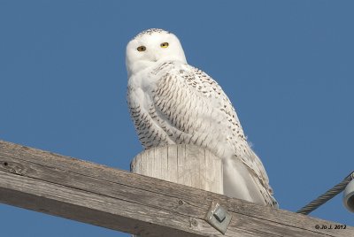 snowy owl-1.jpg