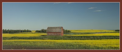 Red barn and canola.jpg