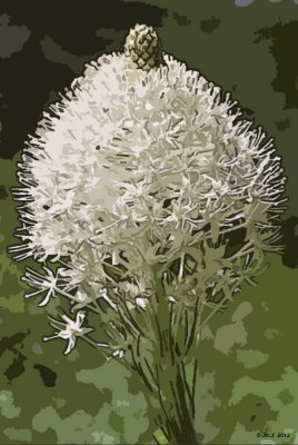 Beargrass poster.jpg