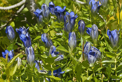 Explorers Bog Gentian.jpg