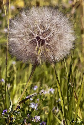 Goat's beard.jpg