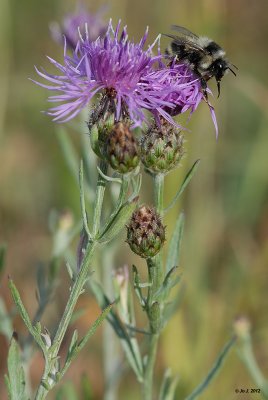 Knapweed.jpg