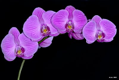 Phalaenopsis orchid 1.jpg