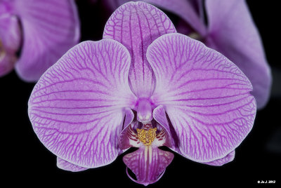 Phalaenopsis orchid 3.jpg