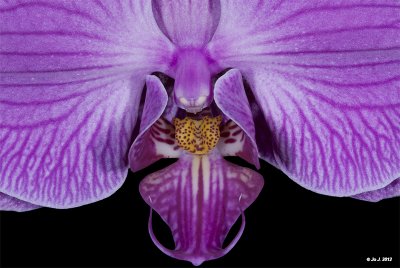 Phalaenopsis orchid 4.jpg