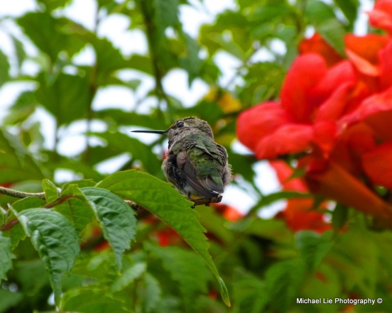 Annas Hummingbird