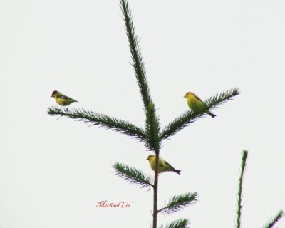 Elusive Goldfinches male & 2 females